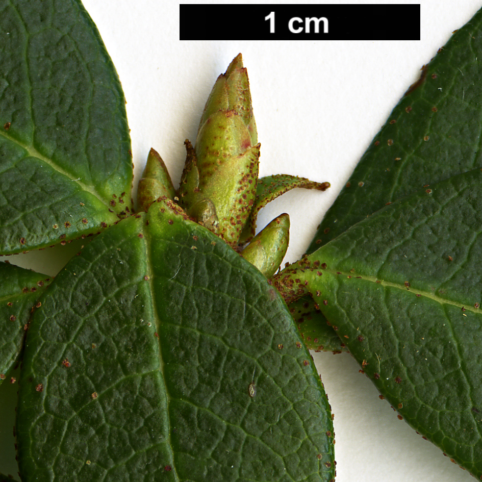 High resolution image: Family: Ericaceae - Genus: Rhododendron - Taxon: concinnoides High resolution image: Family: Ericaceae - Genus: Rhododendron - Taxon: concinnoides